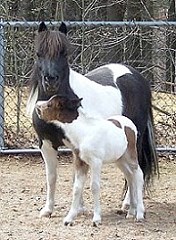 Mocha's Cherokee Enchantress